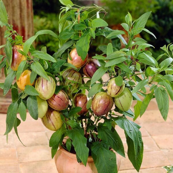 Пъпешово дърво с екзотични ароматни и много вкусни плодове - Solanum Pepino plant (Melonplant)