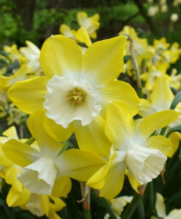 Нарцис многогодишен ароматен и троен камбанен звън - Narcissus Pipit