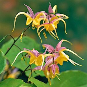 Епимедиум зимоустойчива орхидея с много дълъг цъфтеж - Epimedium Fire dragon