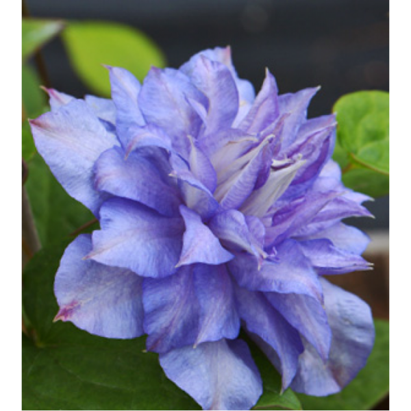 Клематис най-едроцветният сорт син кичест с бели ивици - Clematis blue cotillion