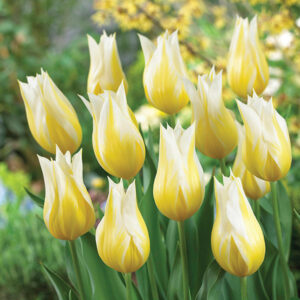 Лале лилиевидно жълто с бели ивици Звездна светлина - Tulip Budlight