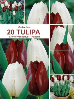 Лале Палада в кестеново червен цвят - Tulip Pallada