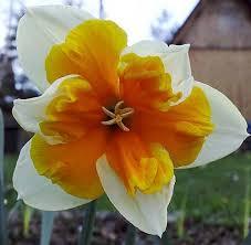Нарцис дълго цъфтящ ароматен с оранжева лула - Narcissus Orangery
