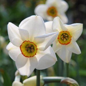 Нарцис старинен сорт ароматен не изчезва през годините - Narcissus Recurvus