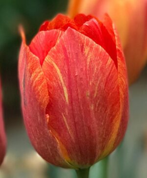 Лале Рапсодия от усмивки с променящи се жълто червени райета - Tulip rhapsody of smiles