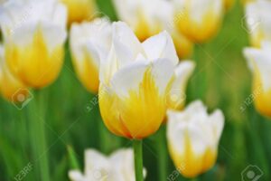 Лале Пурисима екстравагантно бяло с жълто лале - Tulip purissima