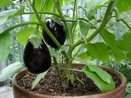 Патладжан мини без бодли за отглеждане и в саксия - Eggplant baby