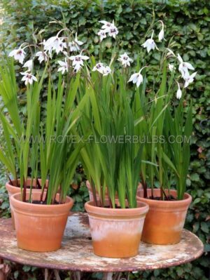 Ацидантера гладиол с аромат на ванилия за слънчеви градини - Acidanthera (Gladiolus callianthus)