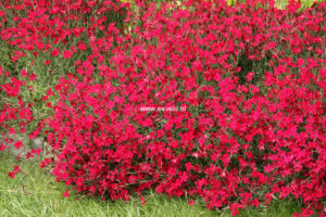 Карамфил многогодишен брилянтно червен не иска грижи - семена - Dianthus delthoides carmine red