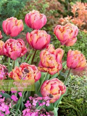 Лале Розова звезда с променящ се прасковено-пурпурен цвят - Tulip double pink star Лале Розова звезда с променящ се прасковено-пурпурен цвят - Tulip double pink star