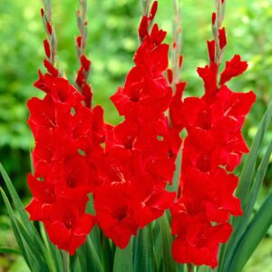 Гладиол Оскар с едър червен цвят - Gladiolus Oscar