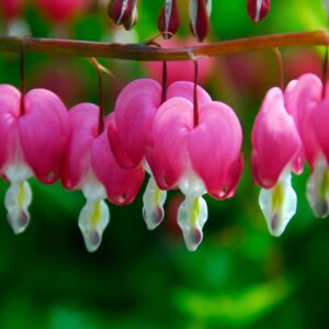 Дамско сърце за сенчести градини студоустойчива дицентра - Dicentra spectabilis pink (Bleedinhg heart)