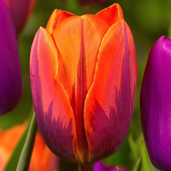 Лале ароматно и не изчезва през годините - Tulip Princess Irene