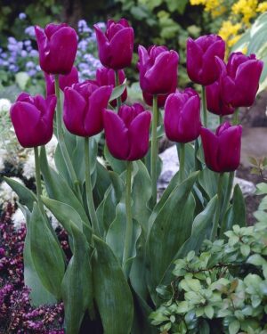 Лале Страст с чувствено пурпурено лилав цвят - Tulip Passionale
