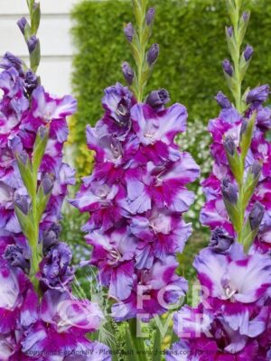 Гладиол къдрав лилаво преливащо в бяло Белая - Gladiolus belaja Гладиол къдрав лилаво преливащо в бяло Белая - Gladiolus belaja