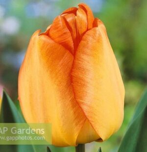 Лале Дневно мечтание елегантно високо и ароматно - Tulip Daydream