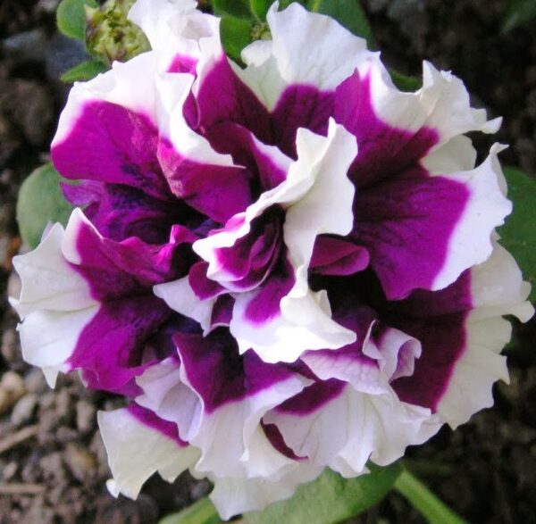 Петуния кичеста лилав пирует - Petunia double purple pirouette