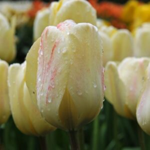 Лале греги не изчезващо през годините -Tulip Vanilla cream
