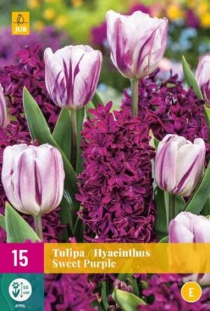 Лале и замбюл Сладко пурпурно - Tulip and Hyacinth sweet purple