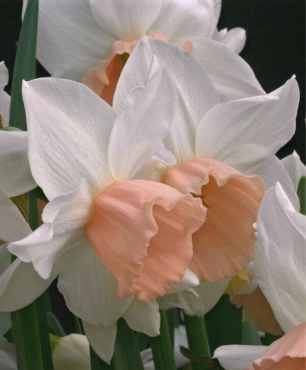 Нарцис ароматен с двоен цвят в кремаво и прасковено - Narcissus triandrus katie heath