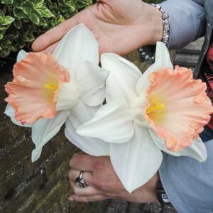 Нарцис най-едроцветният с гигантски бяло-розов цвят - Narcissus British gamble