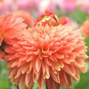 Далия Оранжево въздействие цъфти до първи слани - Dahlia orange impact Далия Оранжево въздействие цъфти до първи слани - Dahlia orange impact