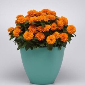 Изцяло кичеста оранжева циния Захара не боледува - Zinnia Zahara orange Изцяло кичеста оранжева циния Захара не боледува - Zinnia Zahara orange