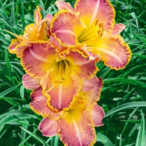 Хемерокалис с къдрав едър 15 см. преливащ ароматен цвят - Hemerocallis jekyll island Хемерокалис с къдрав едър 15 см. преливащ ароматен цвят - Hemerocallis jekyll island