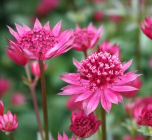 Астранция многогодишен храст с най-очарователния цвят - Astrantia pink joyce