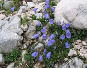 Кампанула чаровно красива почвопокривна и зимоустойчива за слънце - Campanula cochlearifolia Alpine breeze