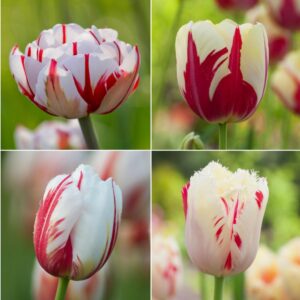 Лале червено с бяло в колекция - Tulip red and white