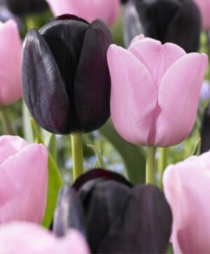Лале розово и черно класическо - Tulip black and pink collection