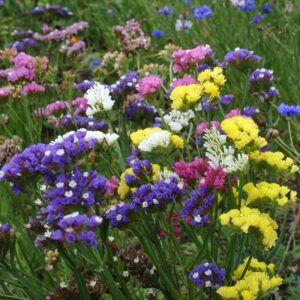 Лимониум синуатум смес 100 броя семена или средиземноморска лавандула - Limonium sinuatum mix Лимониум синуатум смес 100 броя семена или средиземноморска лавандула - Limonium sinuatum mix