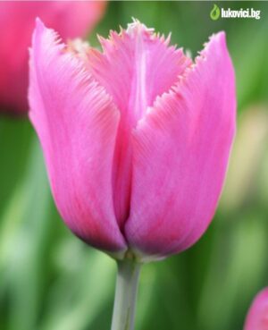 Лале носещо името на Парижския музей Лувър - Tulip Louvre Лале носещо името на Парижския музей Лувър - Tulip Louvre