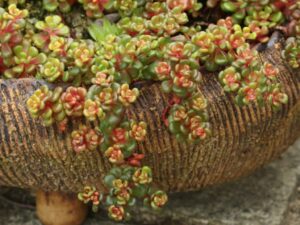 Седум почвопокривен и пълзящ за горещини слънце и суша семена - Sedum oreganum Седум почвопокривен и пълзящ за горещини слънце и суша семена - Sedum oreganum