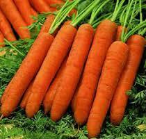 Морков Нантес най-крехкият за салати и сокове - Carrot Nantes