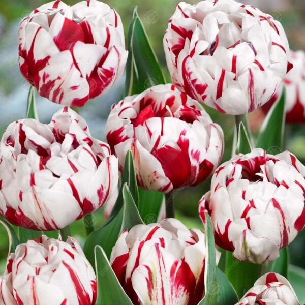 Лале най-нестандартно кичесто и ароматно с 12 см цвят - Tulip Carnaval de Nice