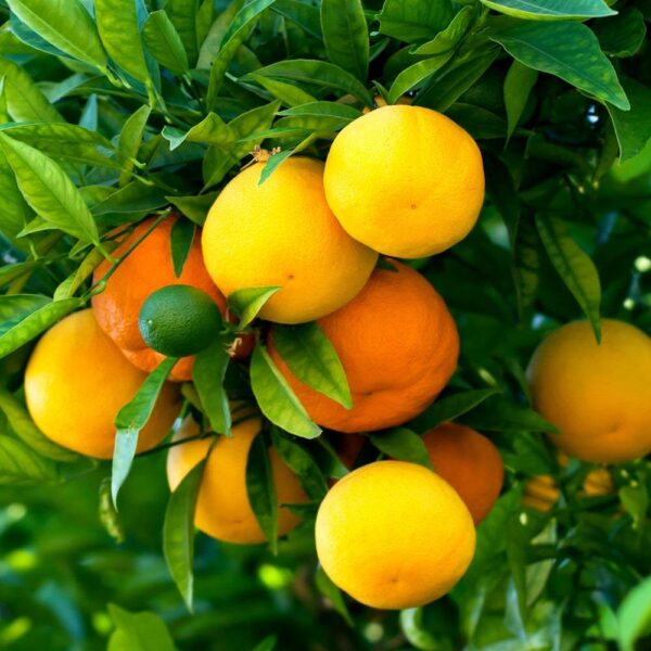 Подхранващ течен тор за лимони и за цитруси за да не боледуват - Liquid fertilizer citruses