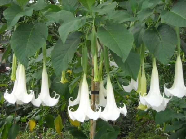Бругманзия ангелски трумпет бяла ароматна и едроцветна - Brugmansia white (Angel's trumpet)