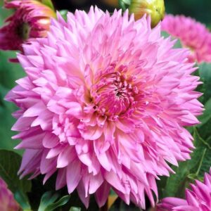 Далия японска череша с цвят XXL - Dahlia sakura fubuki Далия японска череша с цвят XXL - Dahlia sakura fubuki