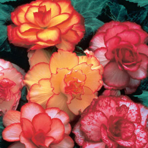 Бегония с извънземни къдрави двуцветни цветове смес - Begonia crispa marginata mix Бегония с извънземни къдрави двуцветни цветове смес - Begonia crispa marginata mix