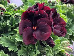 Най-тъмното мушкато Червено кадифе 5 броя саксии - Pelargonium grandiflorum Black Velvet