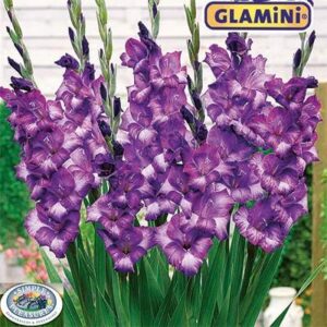 Гладиол Ким нов сорт саксиен в преливащи лилави нюанси - Gladiolus Glamini Kim