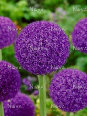 Алиум сензация 5 броя с уникален пурпурно лилав цвят и не изчезва - Allium purple sensation