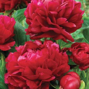 Божур Хенри с гигантски 20 см кичест червен цвят - Paeonia Henry Bockstoce Божур Хенри с гигантски 20 см кичест червен цвят - Paeonia Henry Bockstoce