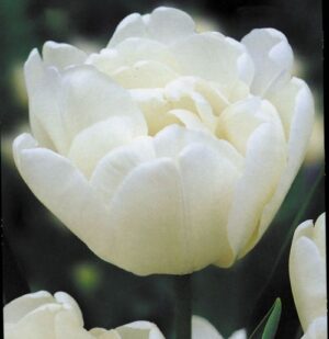 Лале Мондиал ранно кичесто и ароматно - Tulip mondial
