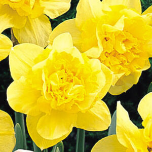 Нарцис кичест златисто жълт с огромен цвят - Narcissus Dick Wilden