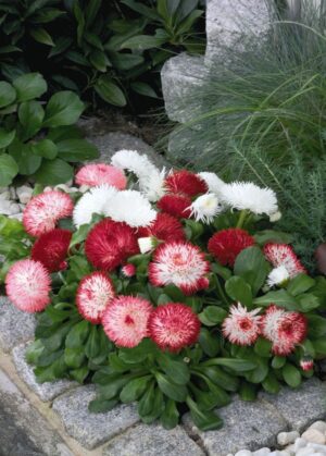 Белис двуцветен многогодишен със супер едър цвят сорт Хабанера - Belis Habanera white red tips