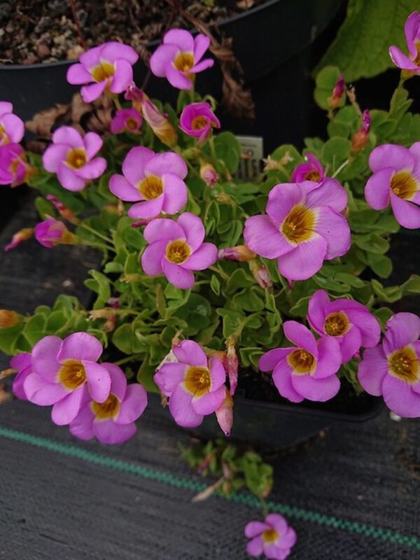 Оксалис висящ и почвопокривен с розови цветчета - Oxalis Depresa