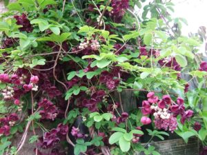 Акебия увивна старинна лиана с шоколадово-ванилов аромат и ЯДЛИВИ плодчета - Akebia quinata